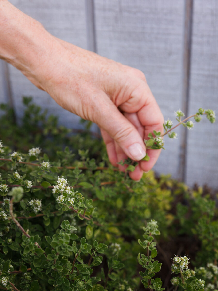 Picking herbs from the garden
